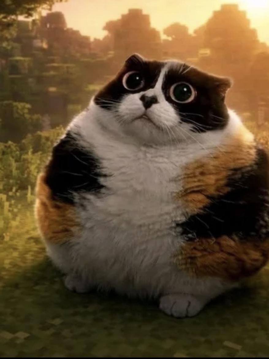 Котость это ты?да это котость😎