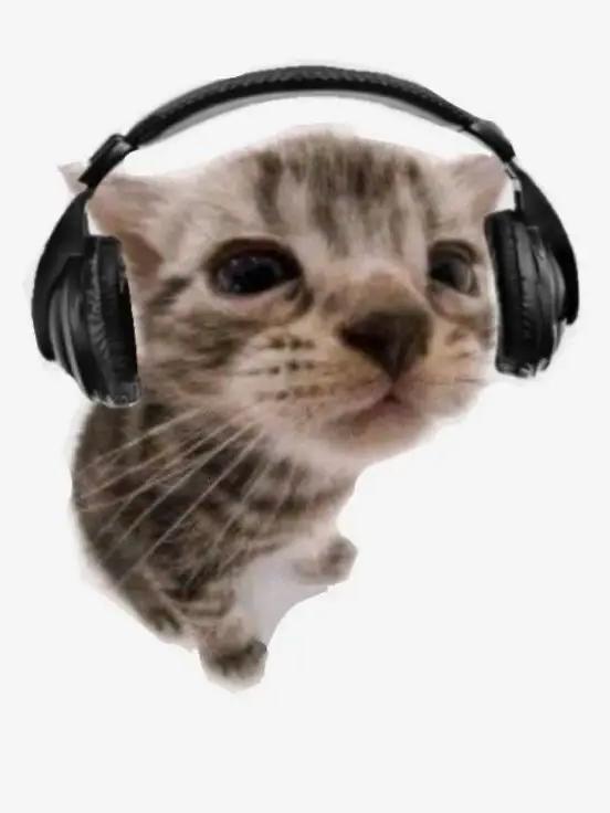 Милый котенок слушает музыку в наушниках.