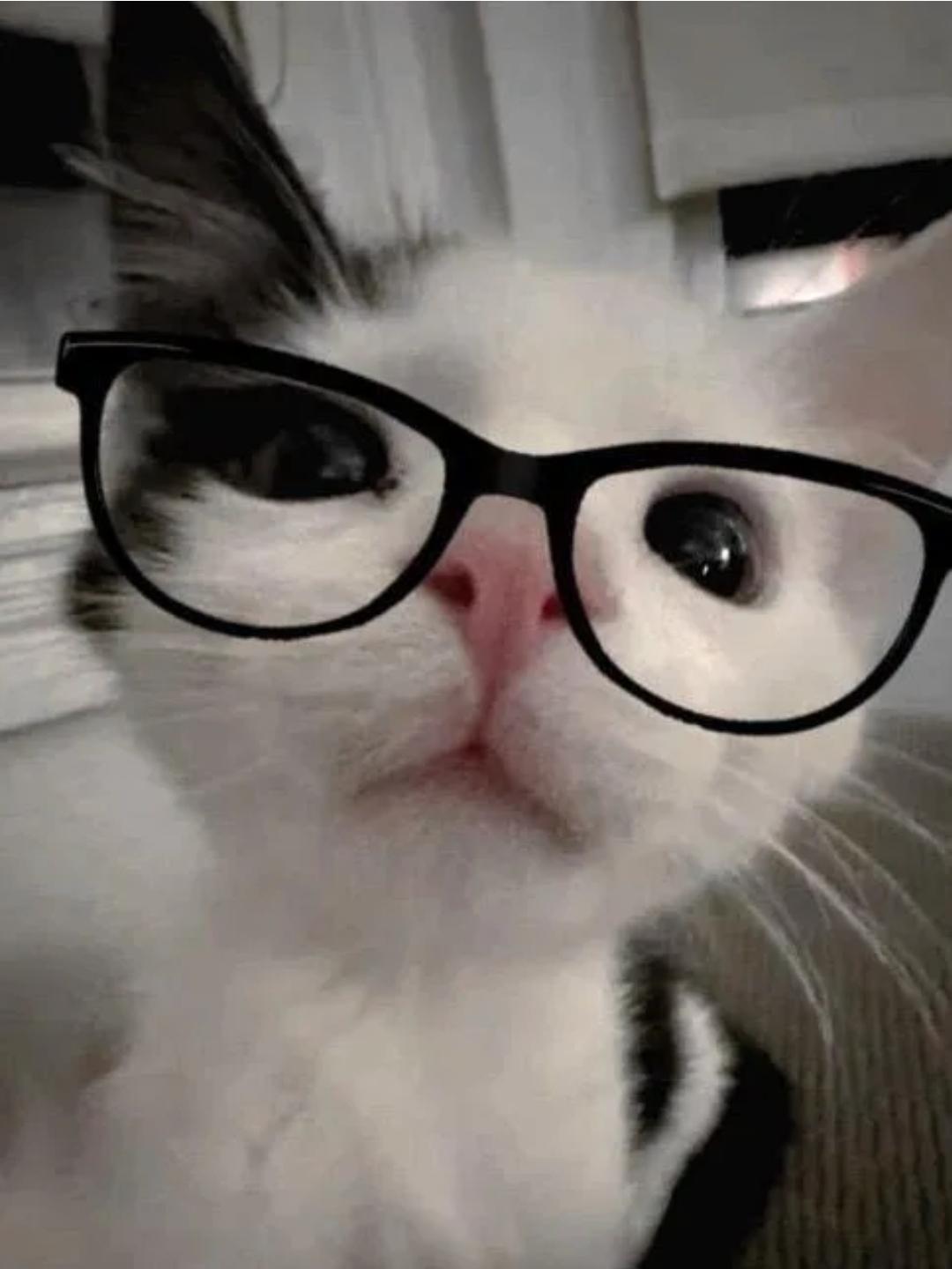 Милый котенок в очках.
