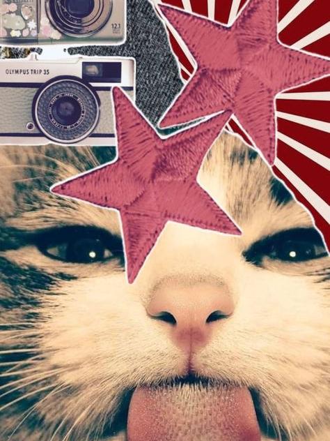 Забавный кот с высунутым языком на фоне коллажа из звезд и ретро-фотоаппаратов.